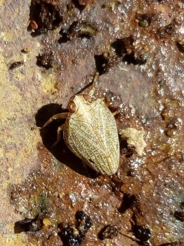Réf. 260 227 : Issus coleoptratus